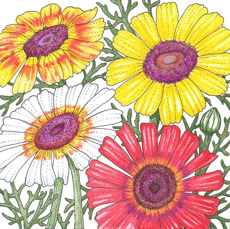 Daisy, Tricolor Mix (pack) Peaceful Valley