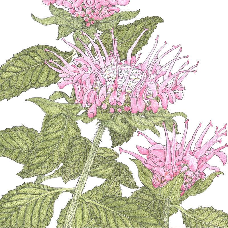 Bee Balm Peaceful Valley
