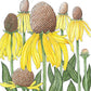 Coneflower, Yellow Prairie (pack) Peaceful Valley