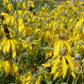 Coneflower, Yellow Prairie (pack) Peaceful Valley