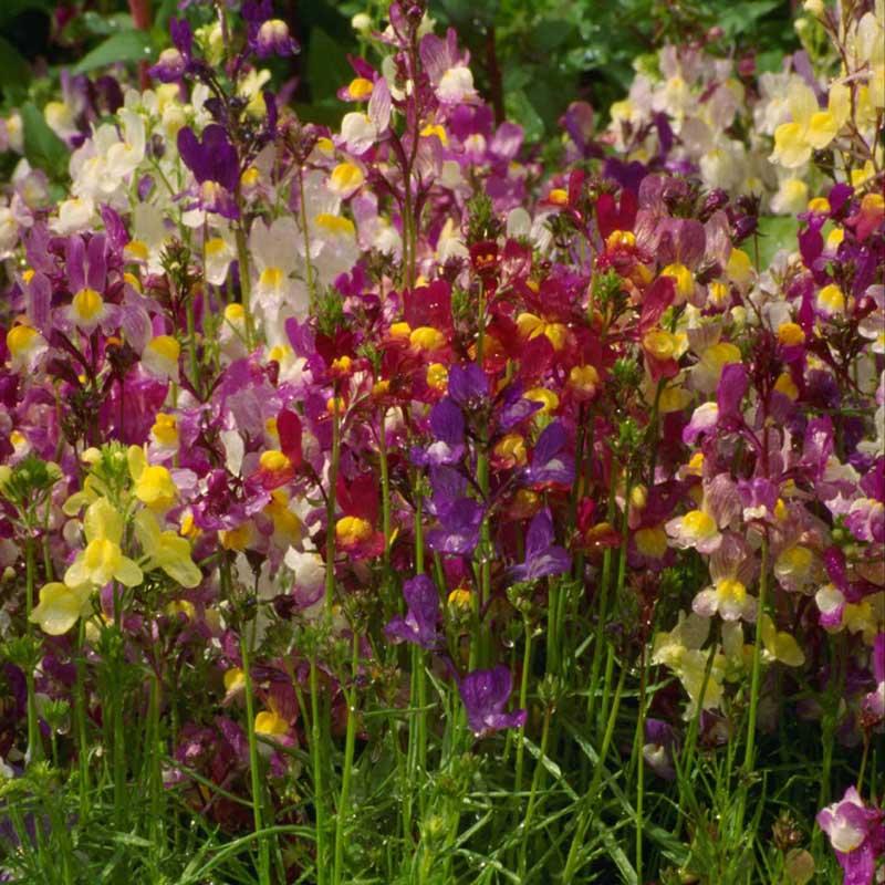Spurred Snapdragon Seed Pack Peaceful Valley