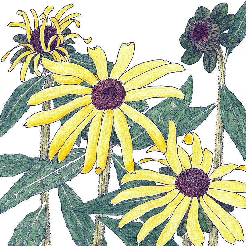 Black-Eyed Susan (pack) Peaceful Valley