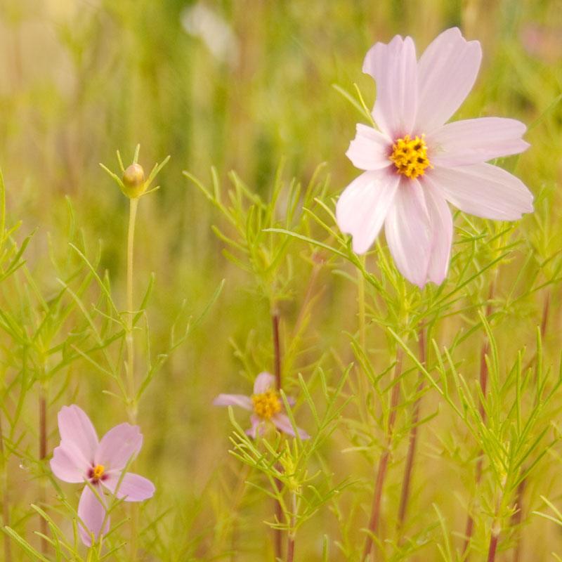 Cosmos, Sensation Mix (pack) Peaceful Valley