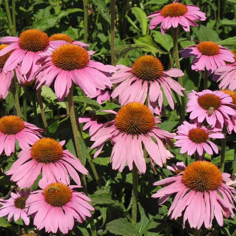 Coneflower, Purple (1/4 lb) Peaceful Valley