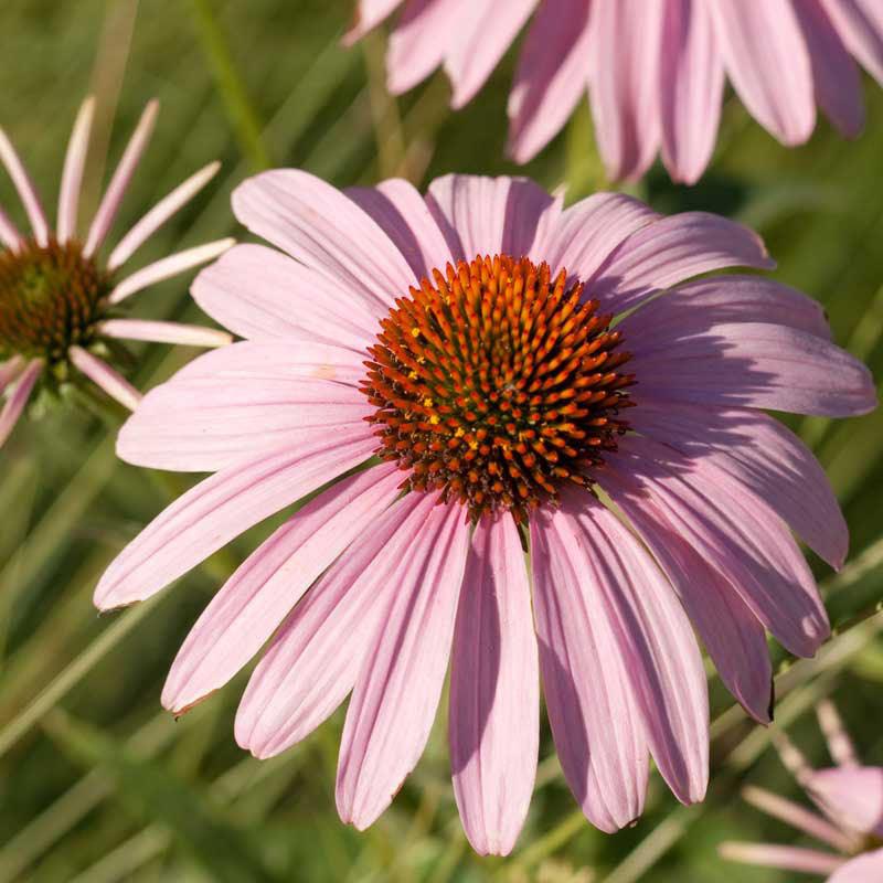 Coneflower, Purple (1/4 lb) Peaceful Valley