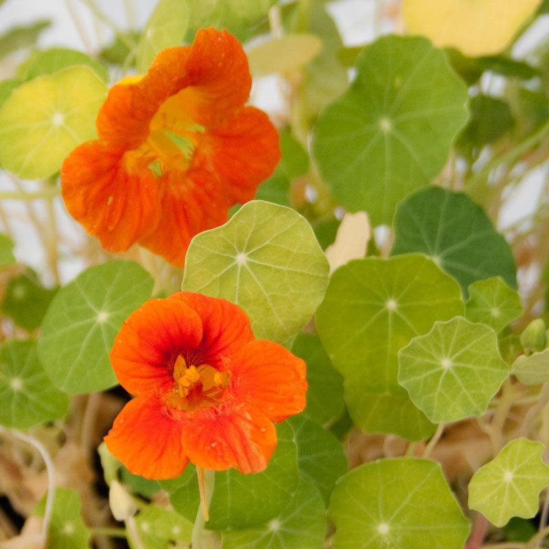 Nasturtium, Dwarf Jewel Mix (lb) Peaceful Valley