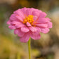 Zinnia, California Mix (lb) Peaceful Valley