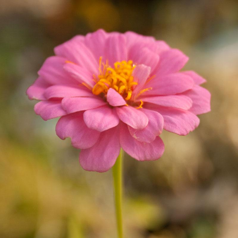 Zinnia, California Mix (lb) Peaceful Valley