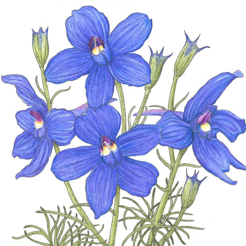 Larkspur Mixed Colors (pack) Peaceful Valley
