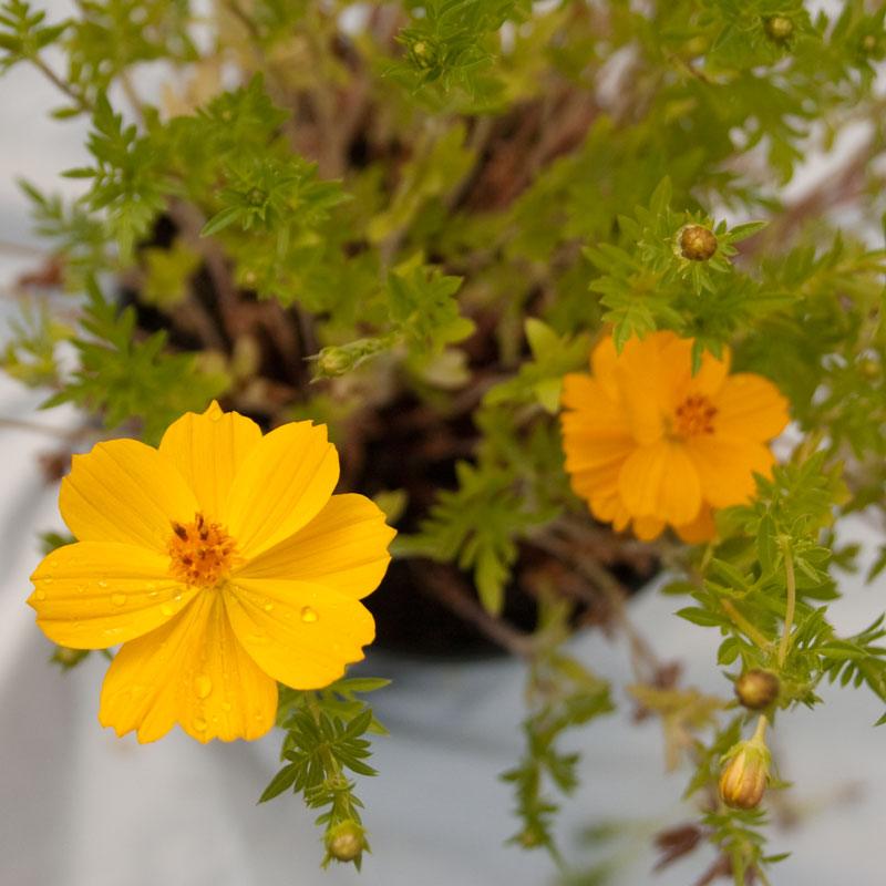 Cosmos, Yellow (pack) Peaceful Valley