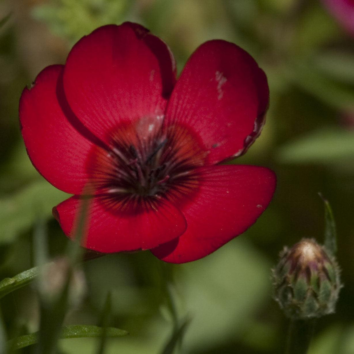 Flax, Scarlet (pack) Peaceful Valley