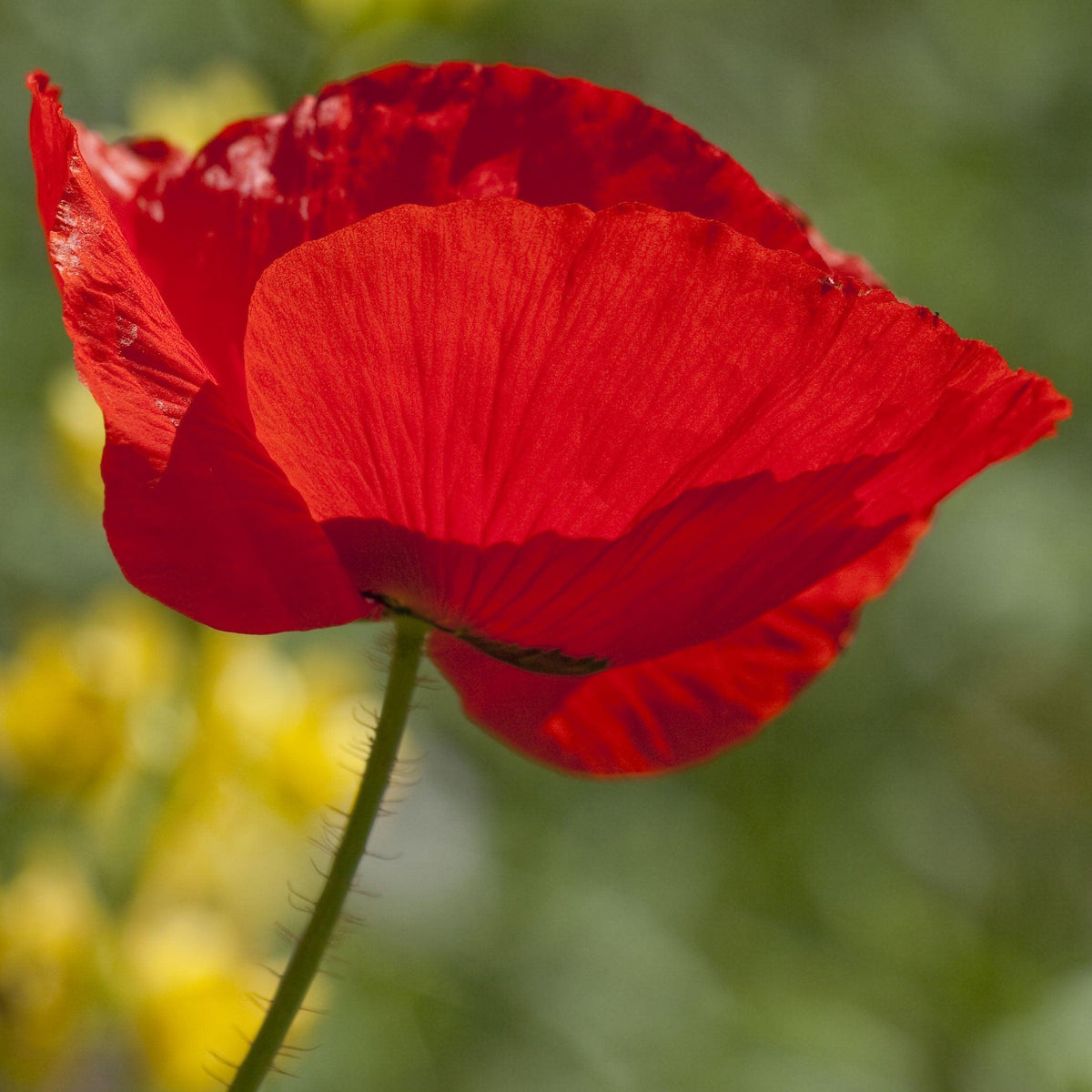Corn Poppy Peaceful Valley