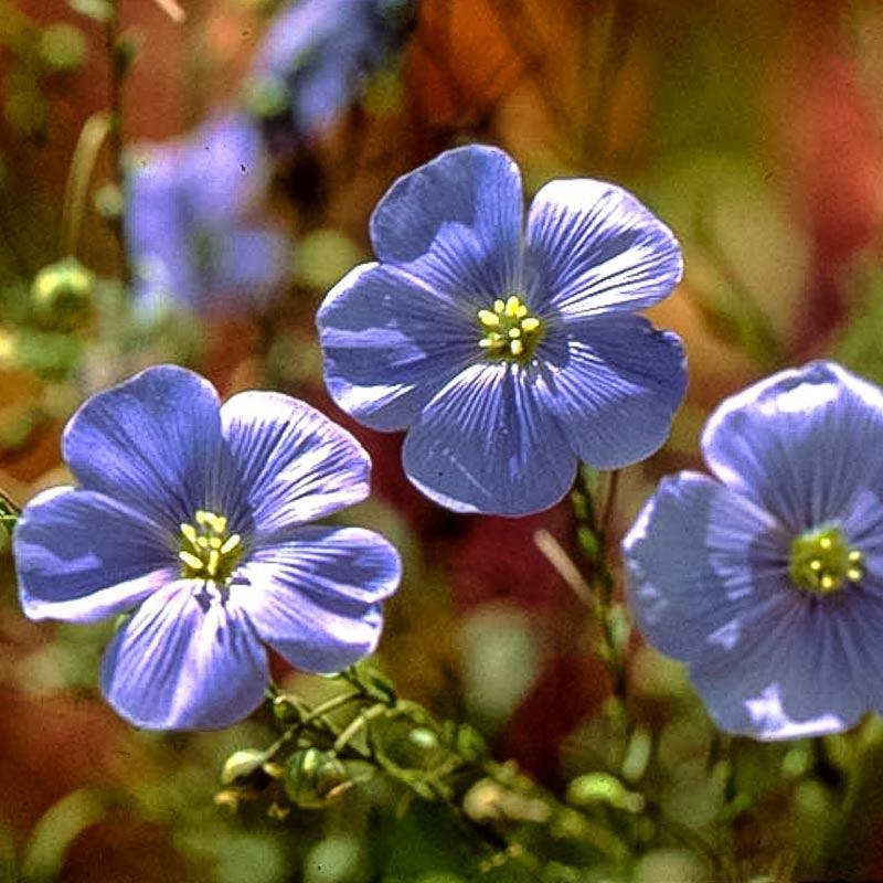 Flax, Blue (pack) Peaceful Valley