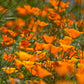 Poppy, California Golden (1/4 lb) Peaceful Valley