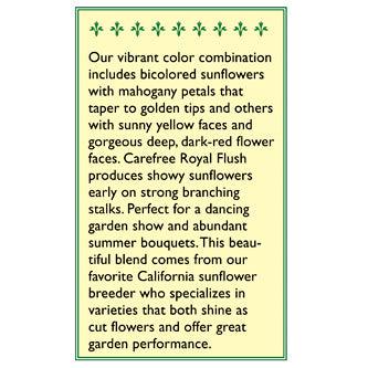 Royal Flush Ornamental Sunflower Flower Seeds Renee's Garden