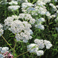Yarrow, White (lb) Peaceful Valley
