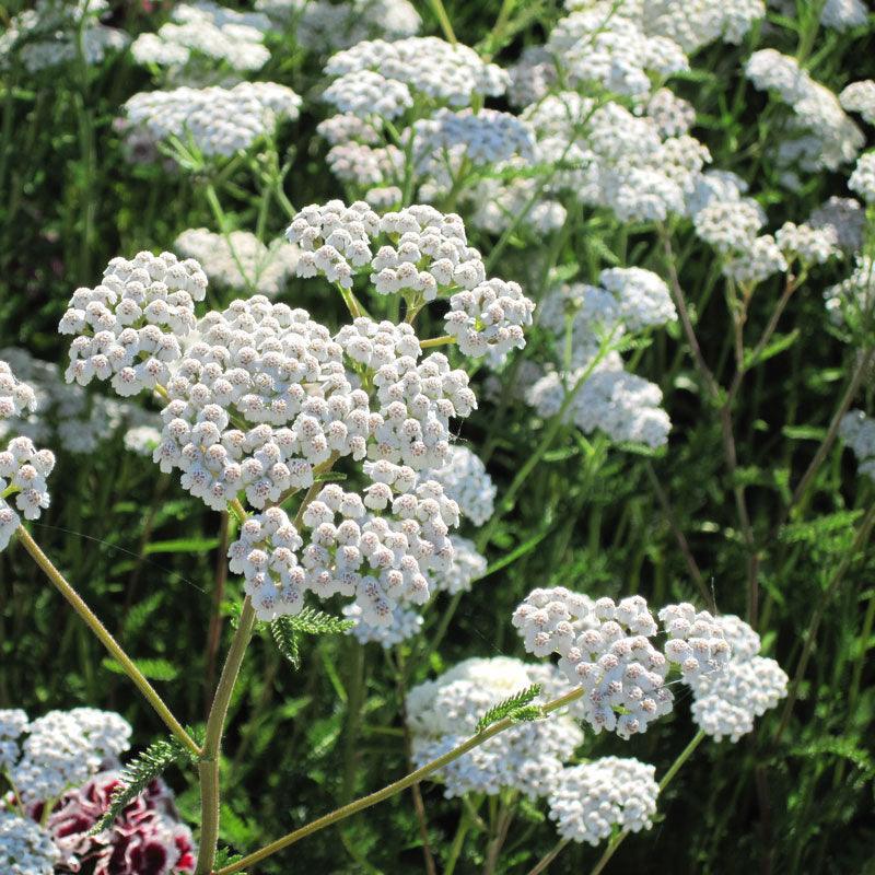 Yarrow, White (1/4 lb) Peaceful Valley