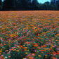 California Poppy, Mission Bells (lb) Peaceful Valley