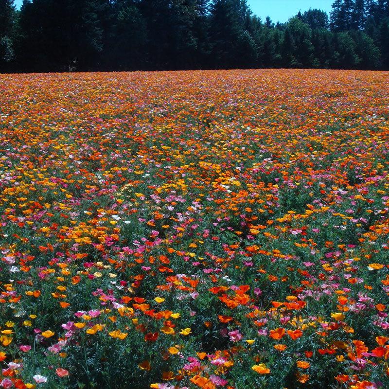 Mission Bells California Poppy Flower Seeds Peaceful Valley