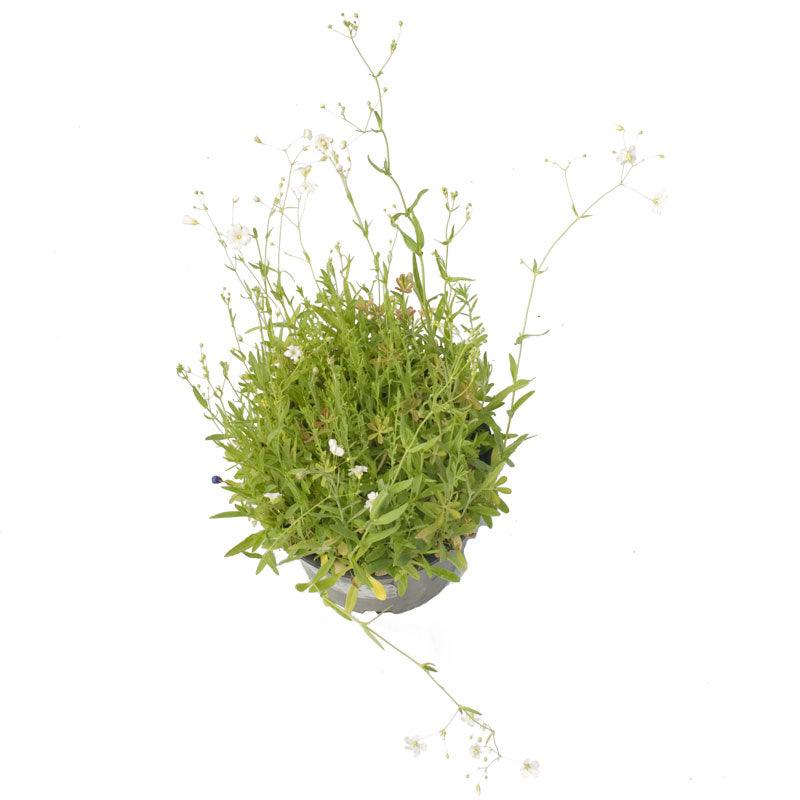 Low Growing Wildflower Mix (1/4 lb) Peaceful Valley