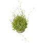 Low Growing Wildflower Mix (pack) Peaceful Valley