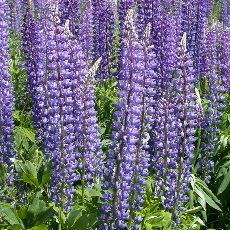 Lupine, Perennial (1/4 lb) Peaceful Valley