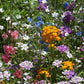 North American Shade Wildflower Mix (1/4 lb) Peaceful Valley