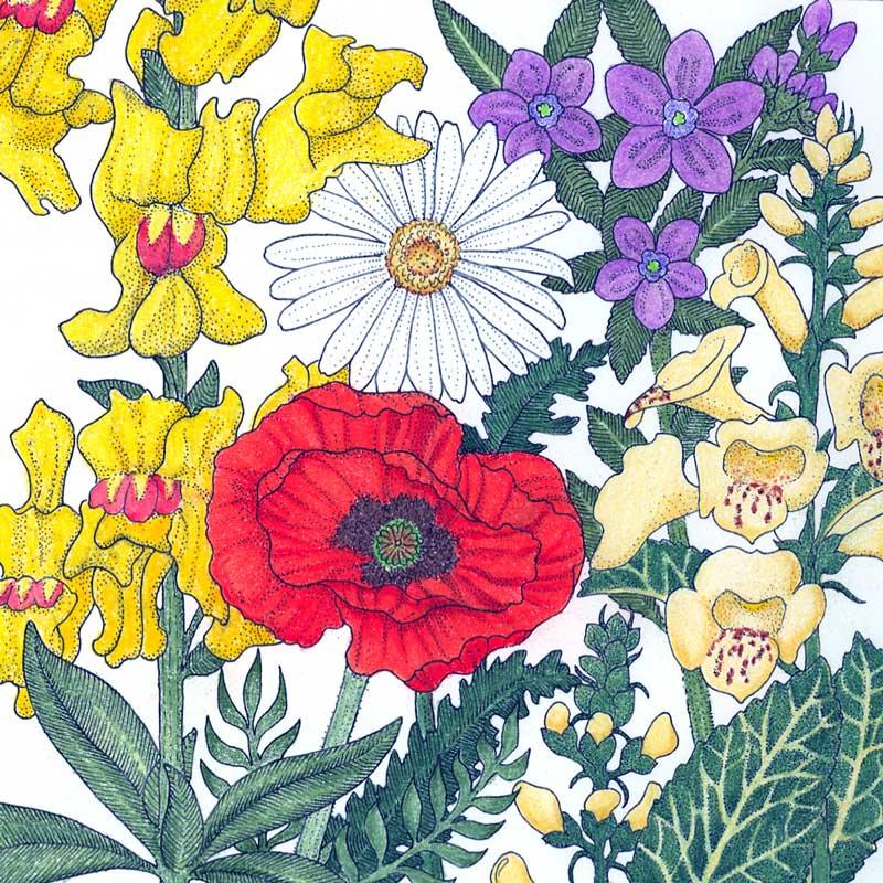 North American Shade Wildflower Mix (pack) Peaceful Valley