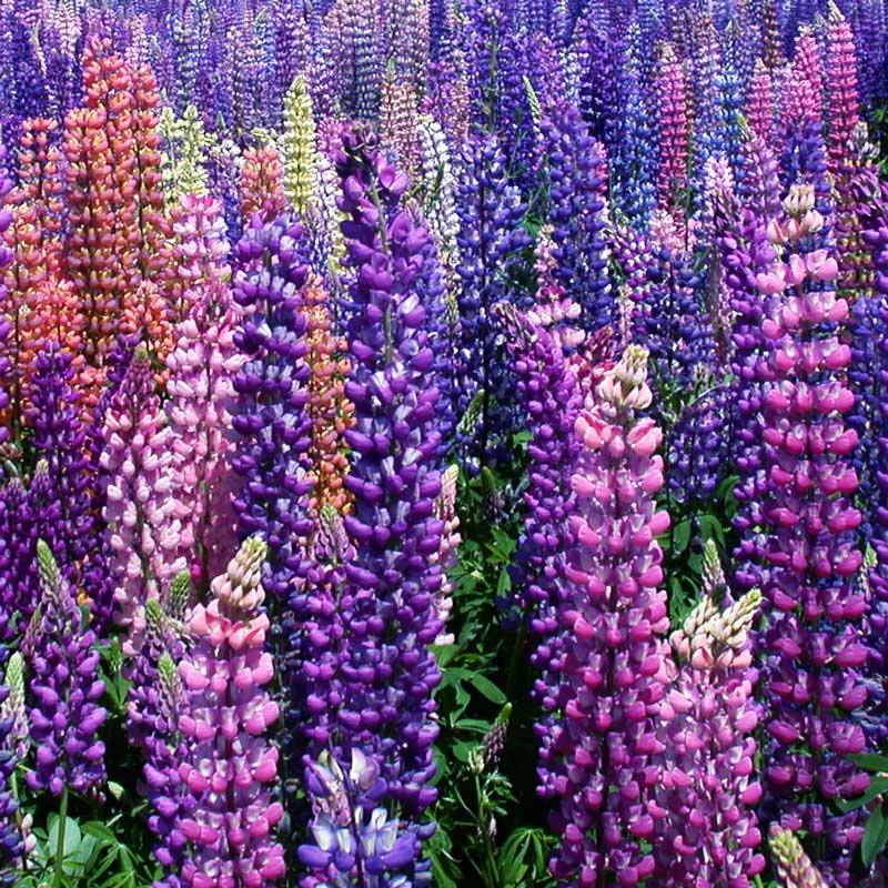 Russell Lupine Seed Pack Peaceful Valley