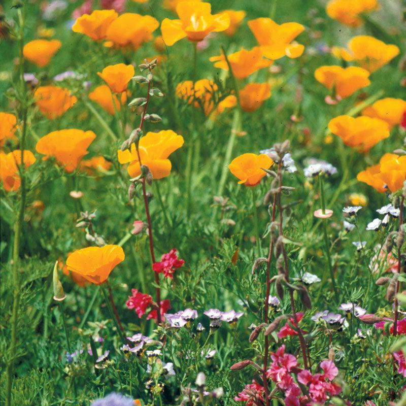 California Native Wildflower Mix (1/4 lb) Peaceful Valley