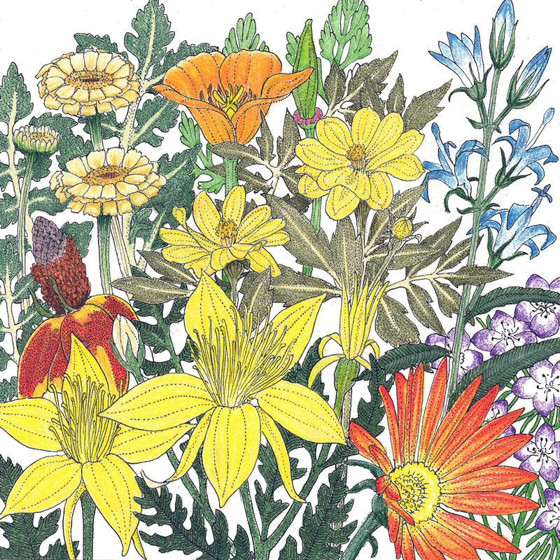 Mediterranean Dryland Wildflower Mix (pack) Peaceful Valley