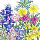California Low-Growing Native Wildflower Mix (pack) Peaceful Valley