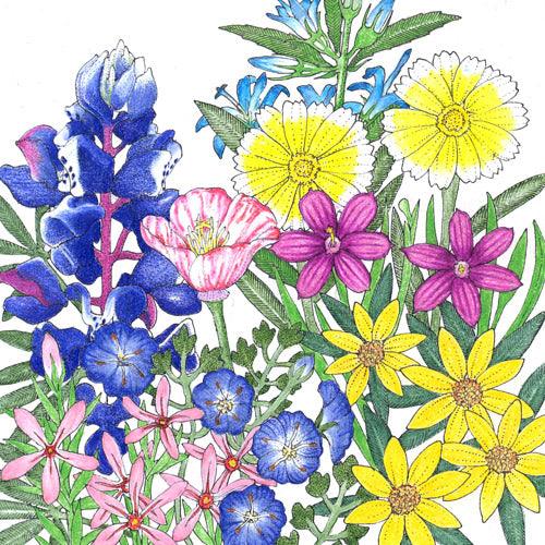 California Low-Growing Native Wildflower Mix (pack) Peaceful Valley