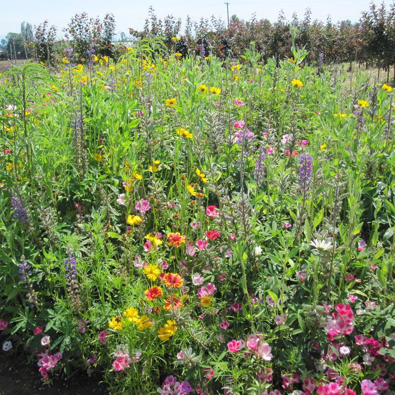 Clay Soil Loving Native Wildflower Mix (1/4 lb) Peaceful Valley