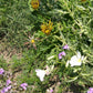 California Perennial Wildflower Mix (1/4 lb) Peaceful Valley
