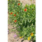 California Perennial Wildflower Mix (1/4 lb) Peaceful Valley