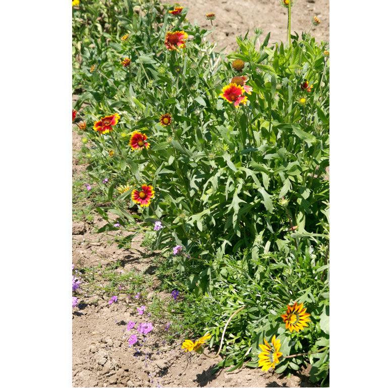 California Perennial Wildflower Mix (pack) Peaceful Valley