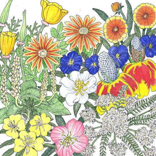 California Perennial Wildflower Mix (pack) Peaceful Valley