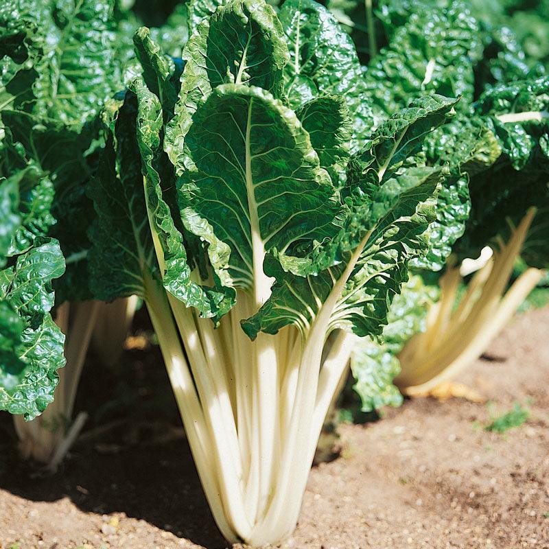 Organic Chard, Fordhook Giant (1/4 lb) Peaceful Valley