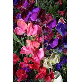 Queen of the Night Sweet Pea Flower Seeds Renee's Garden