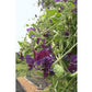 North Shore Sweet Pea Flower Seeds Renee's Garden