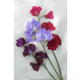 Velvet Elegance Sweet Pea Flower Seeds Renee's Garden
