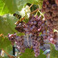Table Grape Vine - Black Monukka (Seedless) Grow Organic