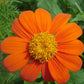 Mexican Sunflower (1/4 lb) Peaceful Valley
