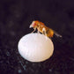 Moth Egg Parasite - Trichogramma Wasp (Card of 100K) Grow Organic