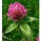 Organic Red Clover - Raw Seed (lb) Grow Organic