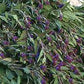 Blue Vervain Seeds Strictly Medicinal