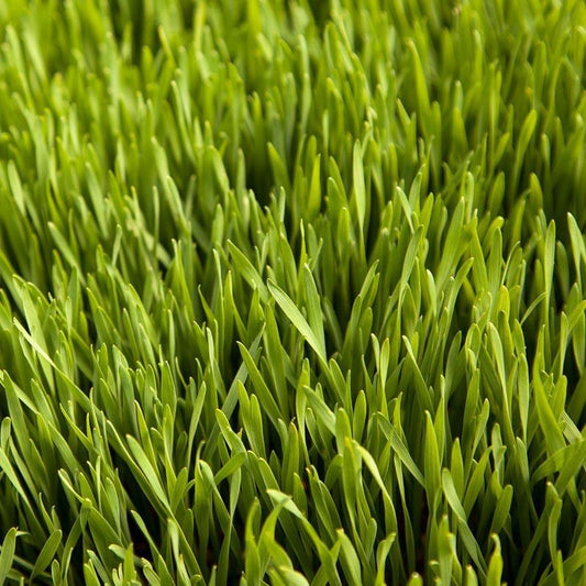 Wheat Red Winter Seed (lb) Grow Organic