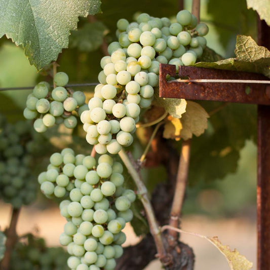Chardonnay Wine Grape Vine Grow Organic