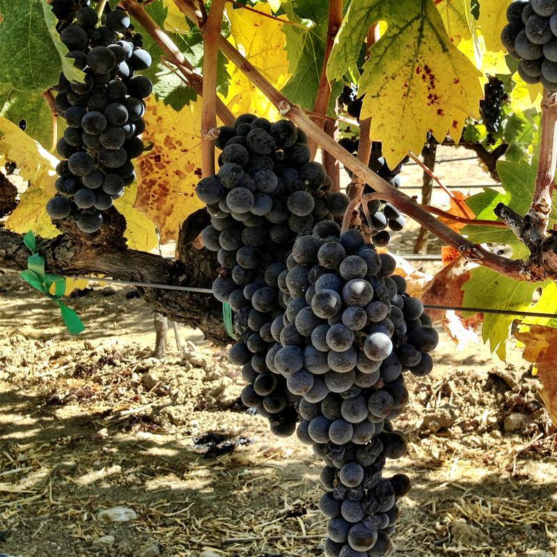 Zinfandel Wine Grape Vine Grow Organic